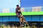 Funkcjonariusz KAS z psem na linie nad rzeką