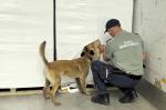 Funkcjonariusz z psem podczas kontroli ładunku w naczepie
